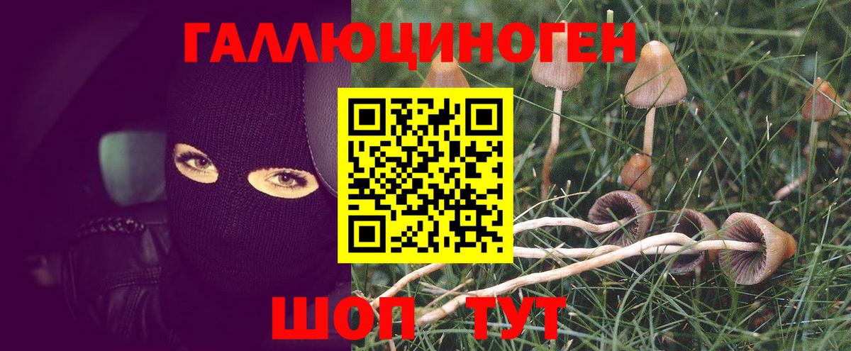 Братск  Псилоцибиновые грибы Cubensis  Вход с VPN 